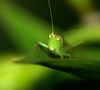 Macro (Except Dragonfly see Nature) : 