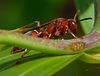 Macro (Except Dragonfly see Nature) : 