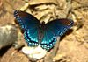Butterflys and Moths : 