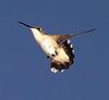 Humming Birds : 