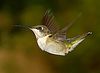 Humming Birds : 
