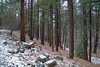 Pete Wraight > Reno Snow and Ice photo