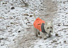 Pete Wraight > Reno Snow and Ice photo