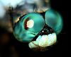 Dragonflys 'n Dragonfly Macros : 