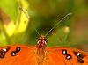 Butterflys and Moths : 